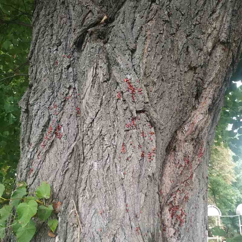 Клоп москаль: що це та чи шкідливий він? 2