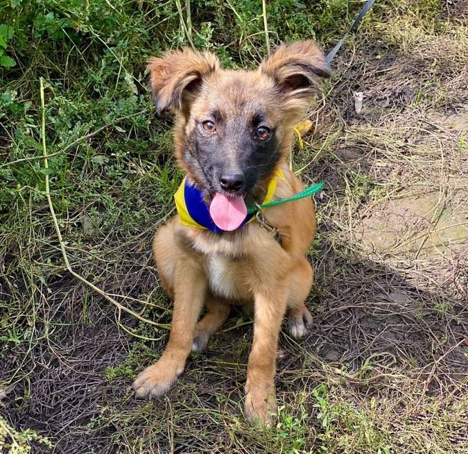 Домашні улюбленці шукають домівку 1