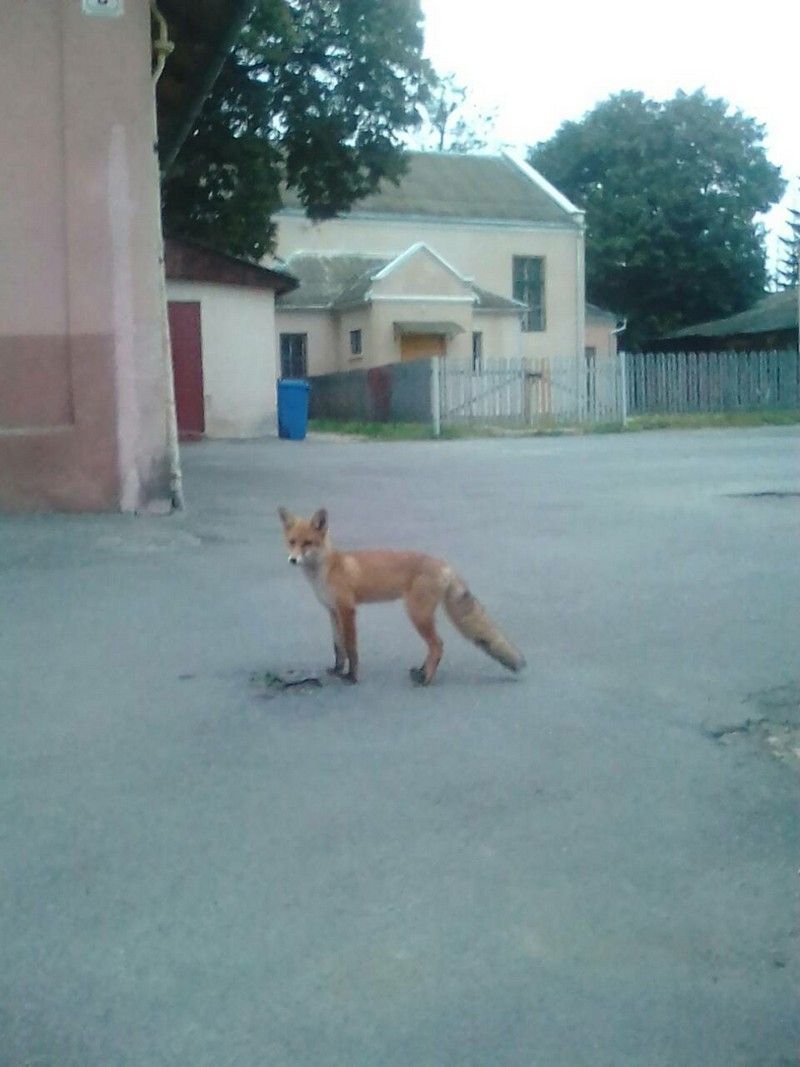 У Коломиї на покинутому комбінаті поселилися лисиці 5