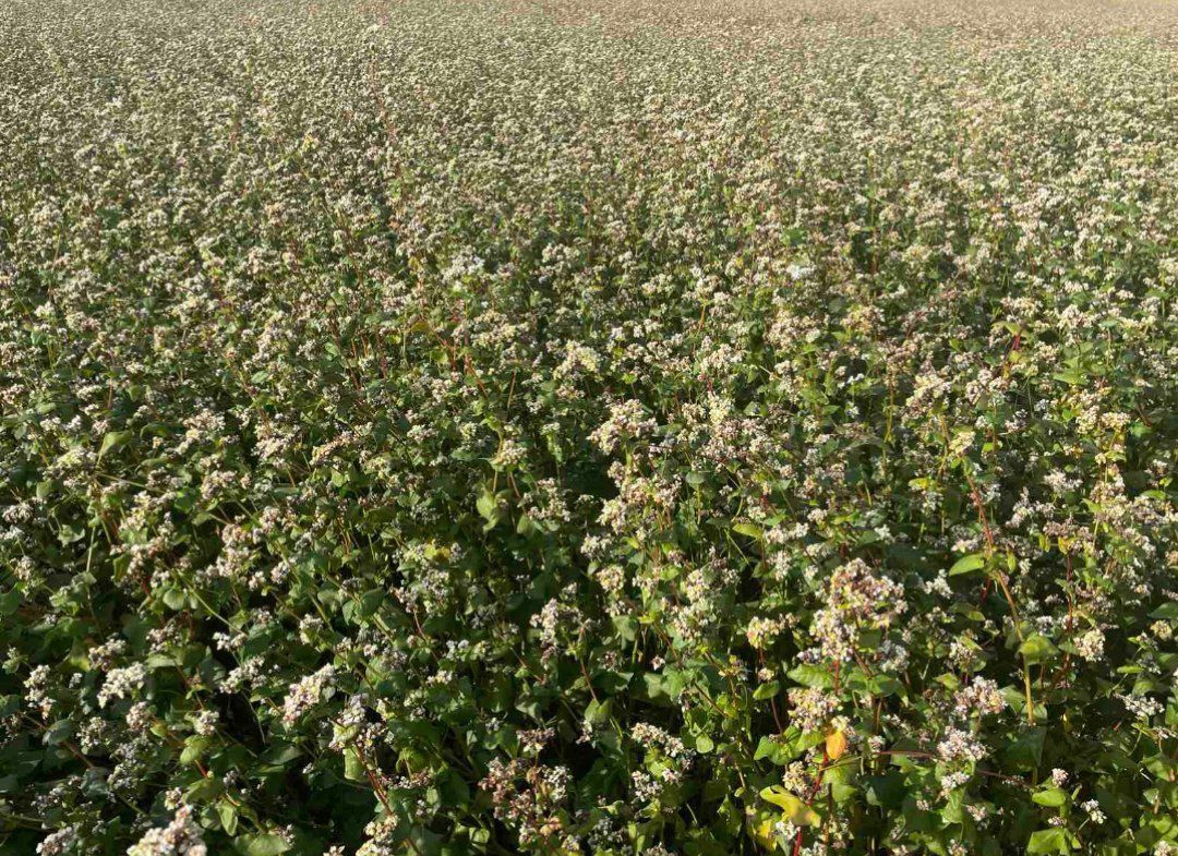 Ціни на гречку підуть униз 6