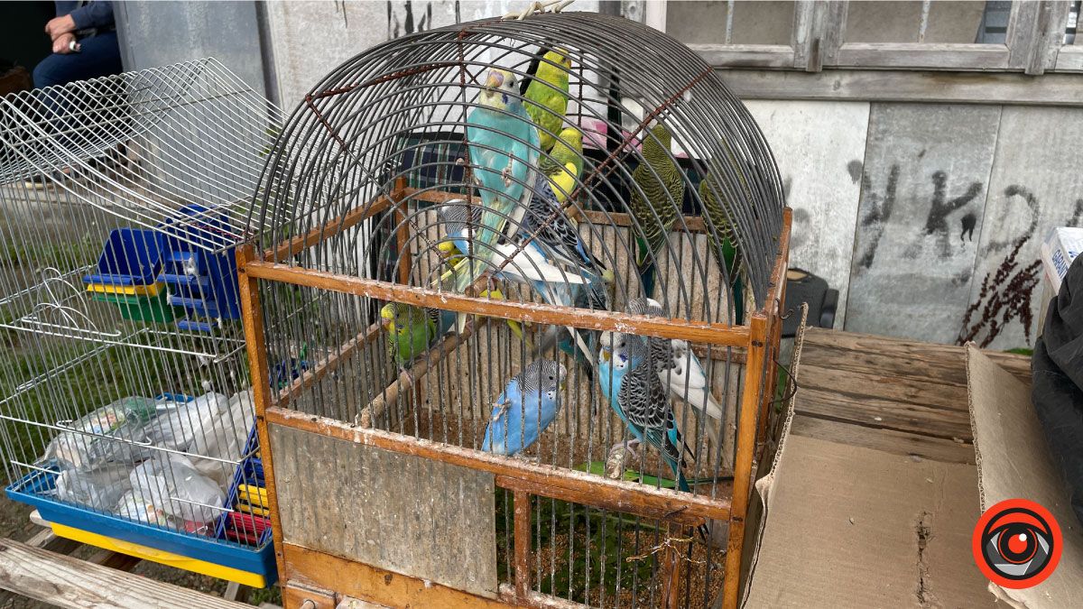 Чим здивує покупців заболотівський базар? Фоторепортаж 10