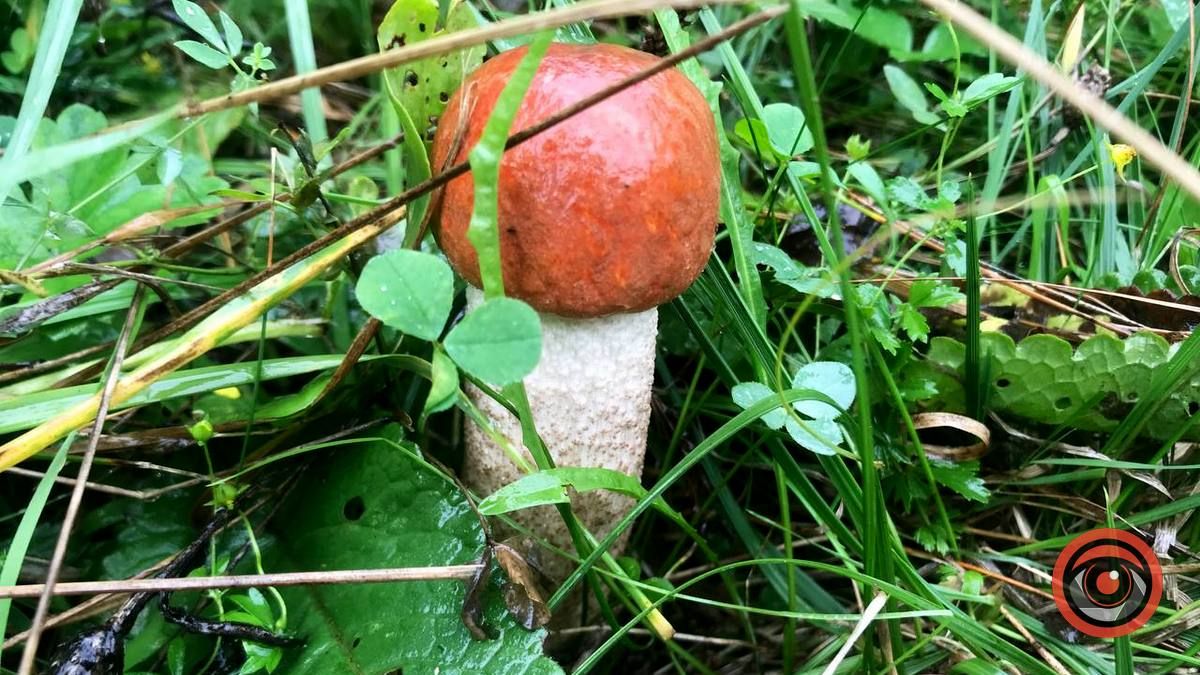 У пошуках грибів | частина 2 6