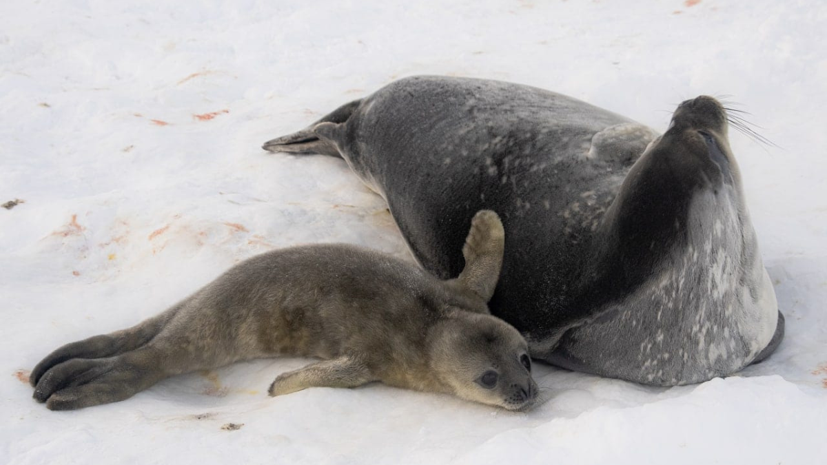 Біля станції «Академік Вернадський» народилися тюленята 6
