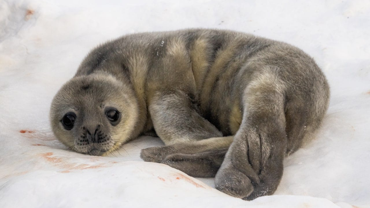 Біля станції «Академік Вернадський» народилися тюленята 1
