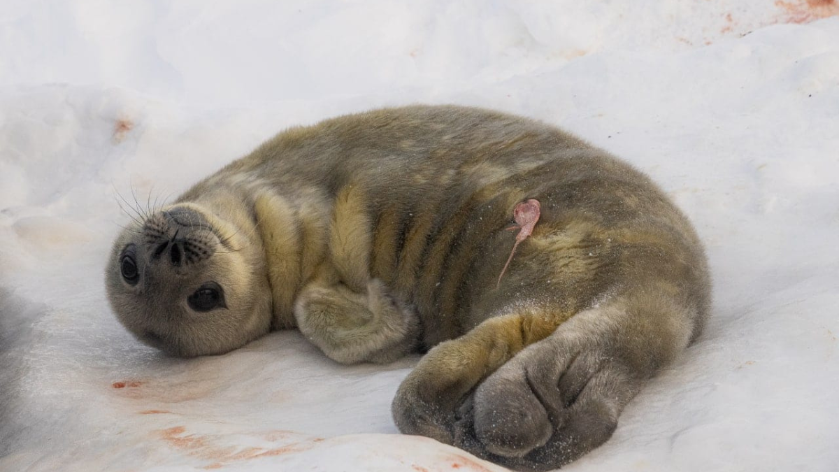 Біля станції «Академік Вернадський» народилися тюленята 5