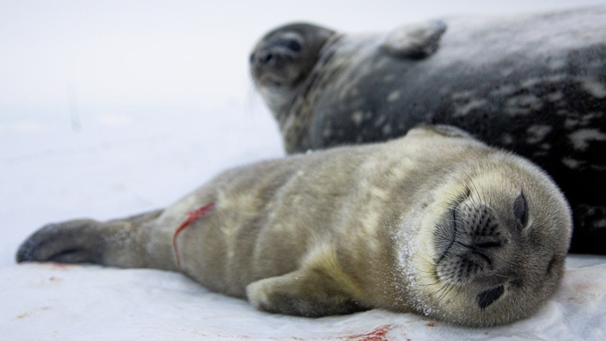 Біля станції «Академік Вернадський» народилися тюленята 4