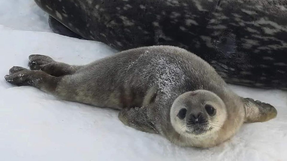 Біля станції «Академік Вернадський» народилися тюленята 3