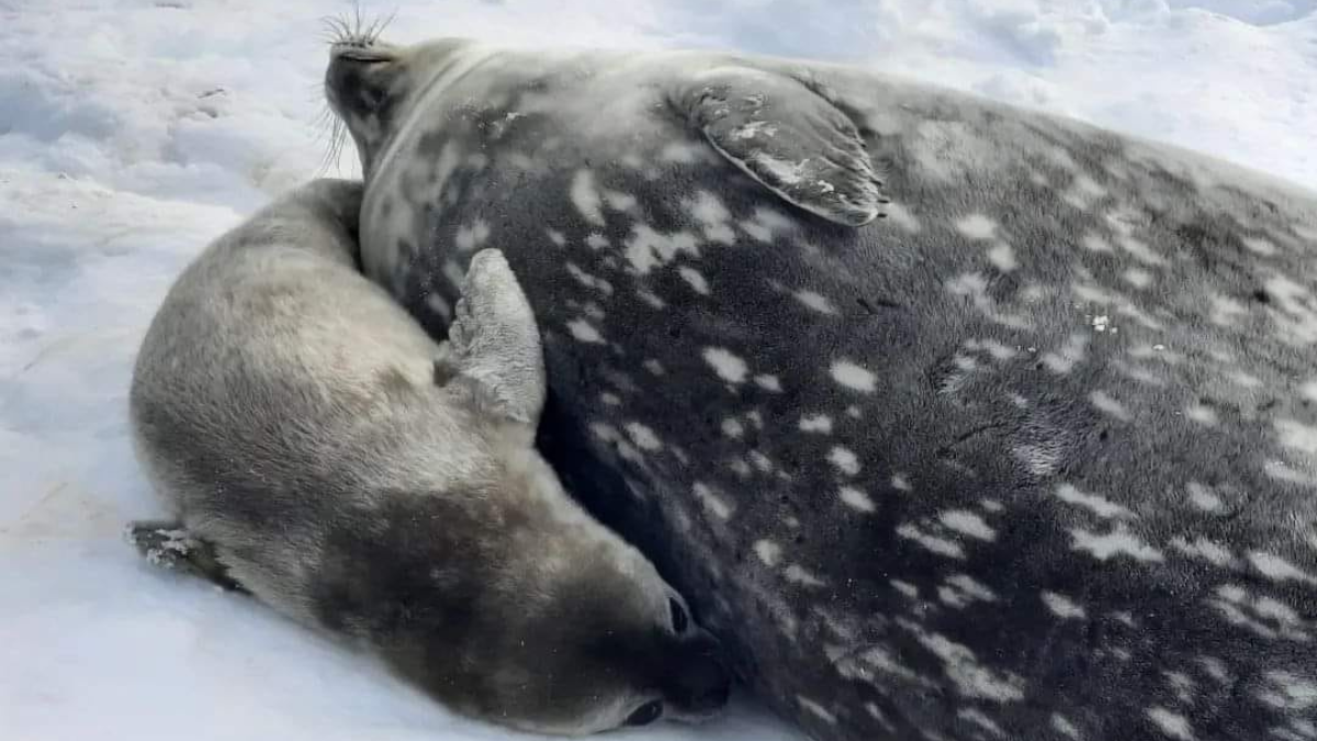 Біля станції «Академік Вернадський» народилися тюленята 2