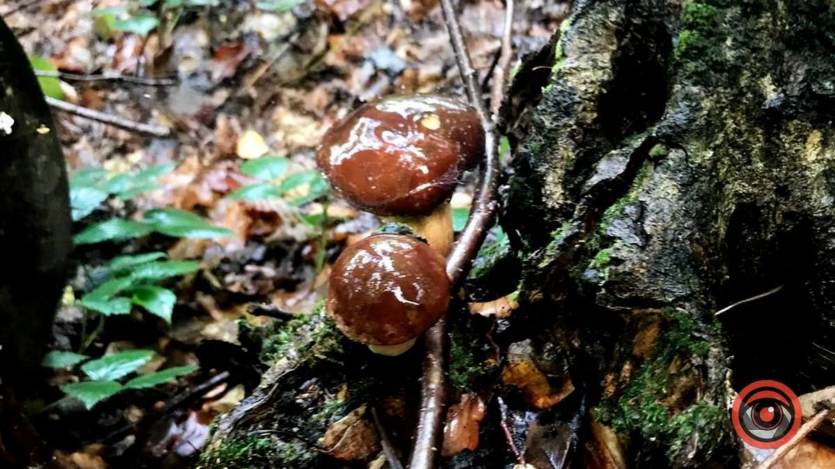 У пошуках грибів | частина 2 3