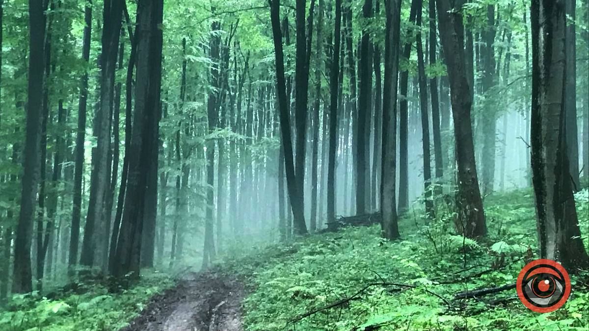 У пошуках грибів | частина 2 2