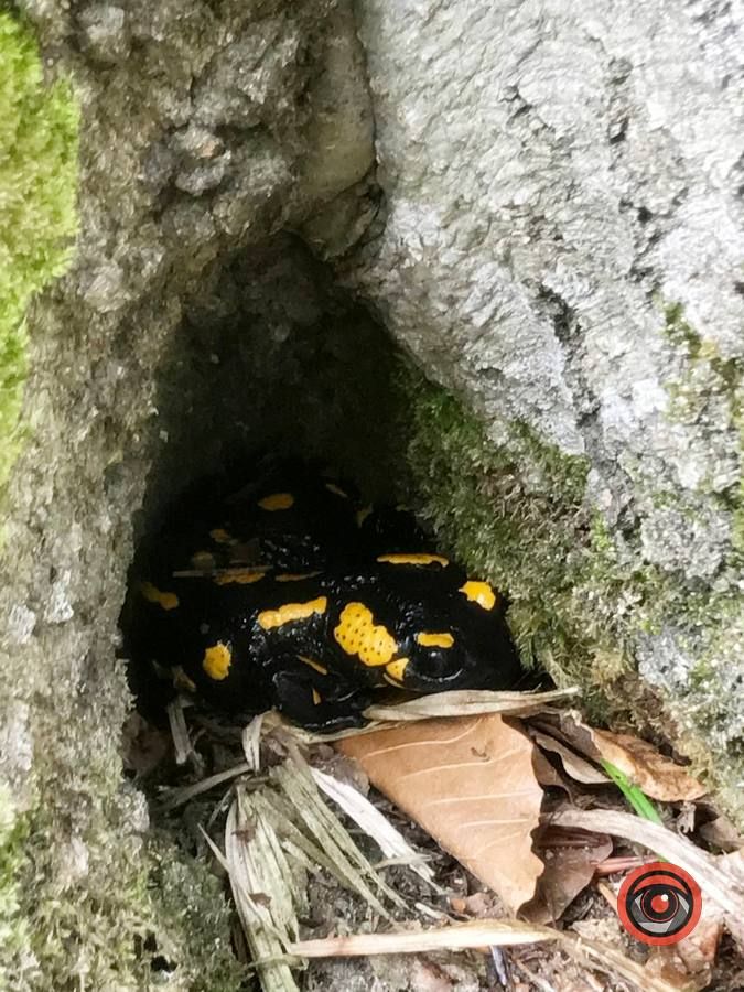 У пошуках грибів | частина 2 11