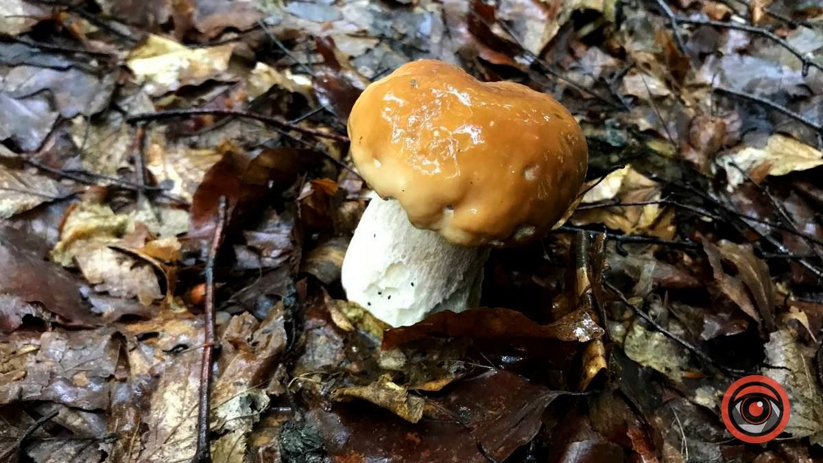 У пошуках грибів | частина 2 10