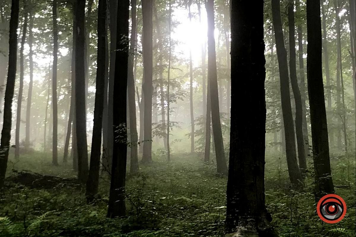 У пошуках грибів | частина 2 1