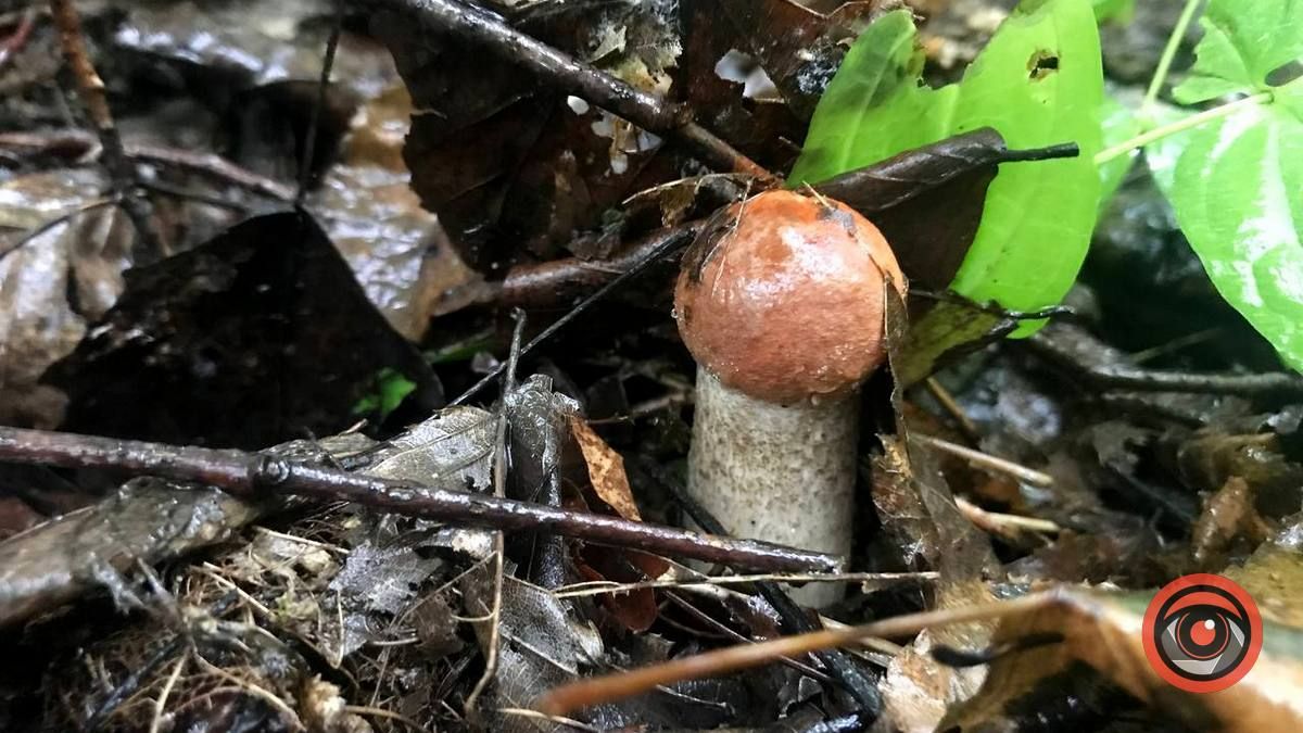 У пошуках грибів | частина 2 7