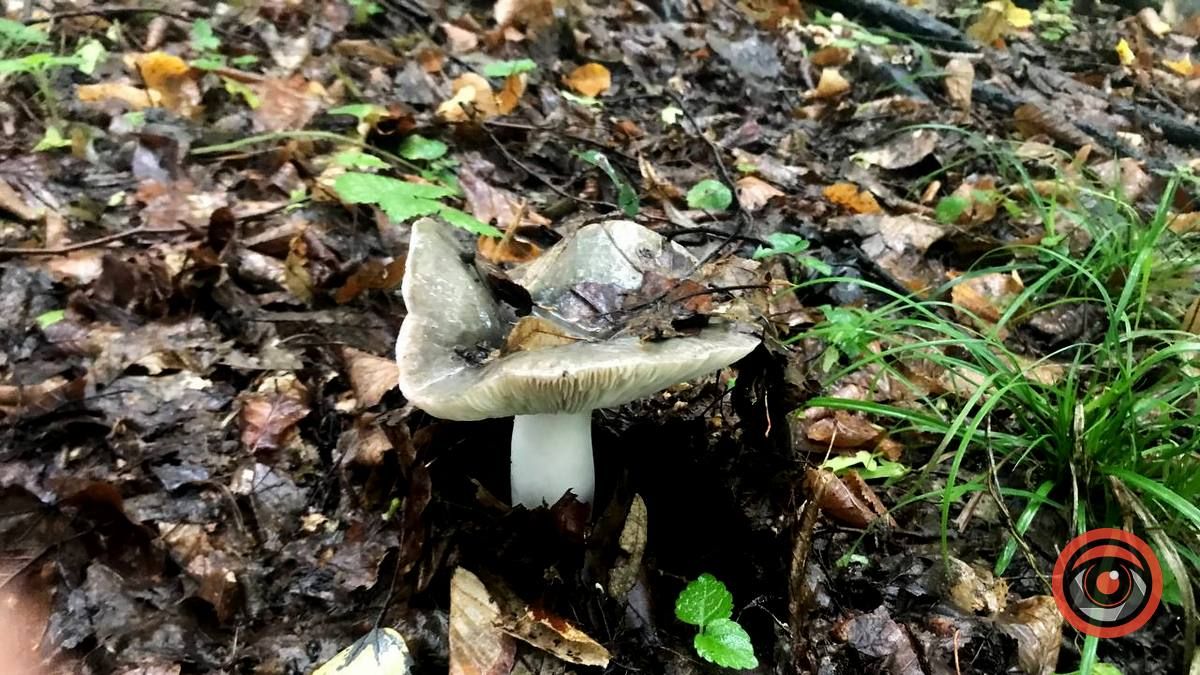 У пошуках грибів | частина 2 8