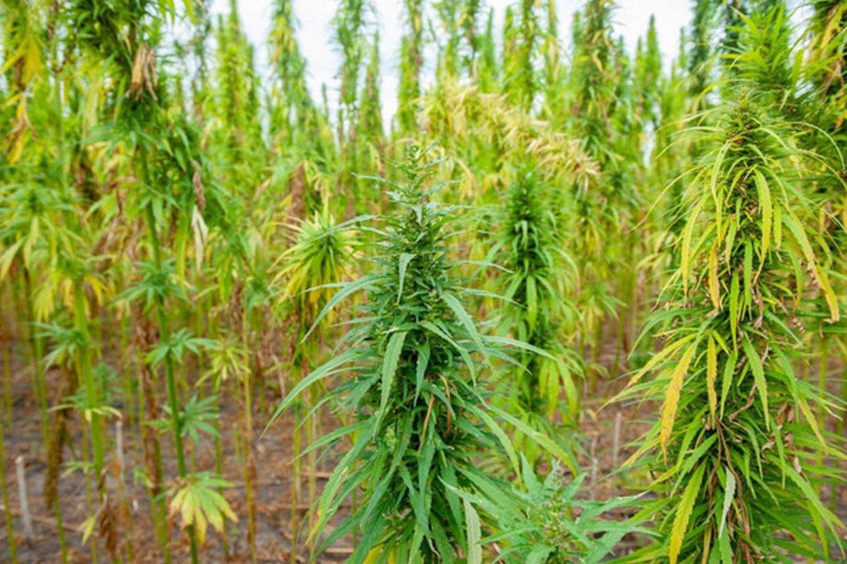 Бронежилет з коноплі: ноу-хау від українських науковців 1