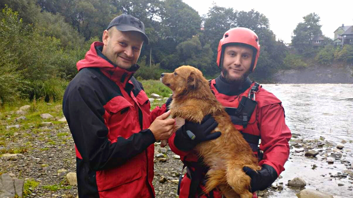 Ледь не зірвалися зі скали у річку | У Яремче рятували собак