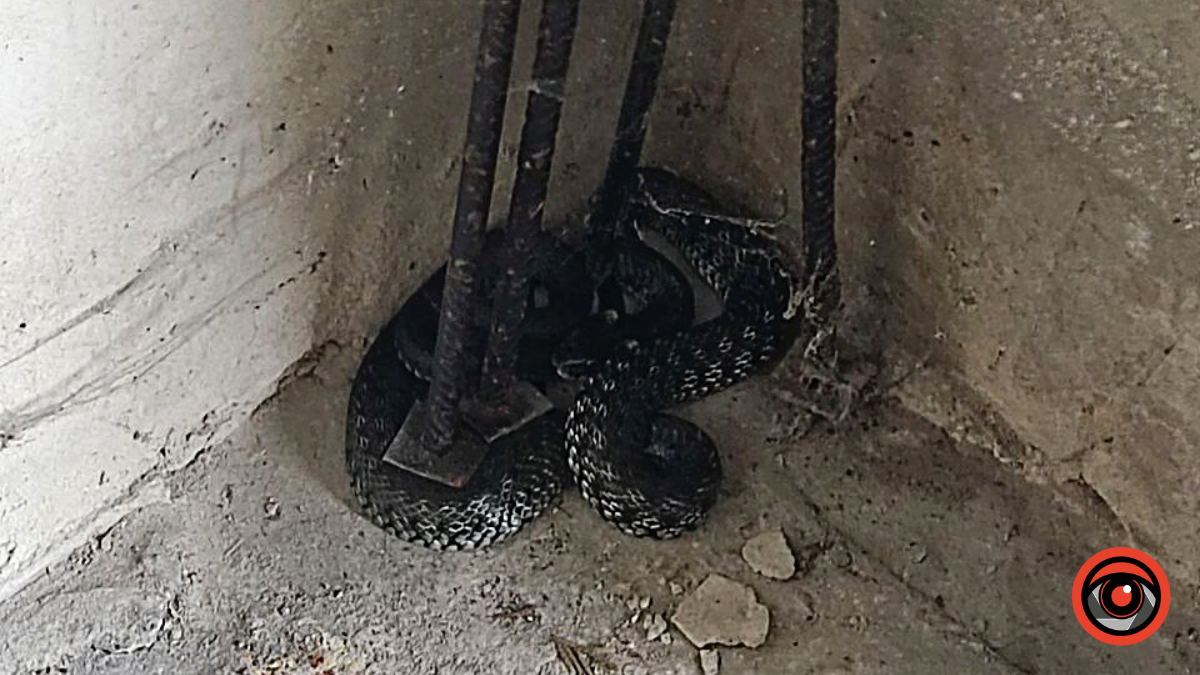 У Коломиї виявили гадюку 2
