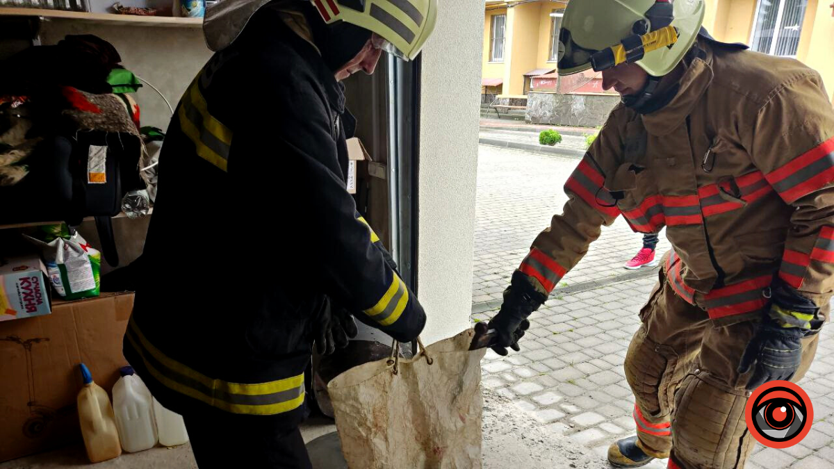 У Коломиї виявили гадюку 1