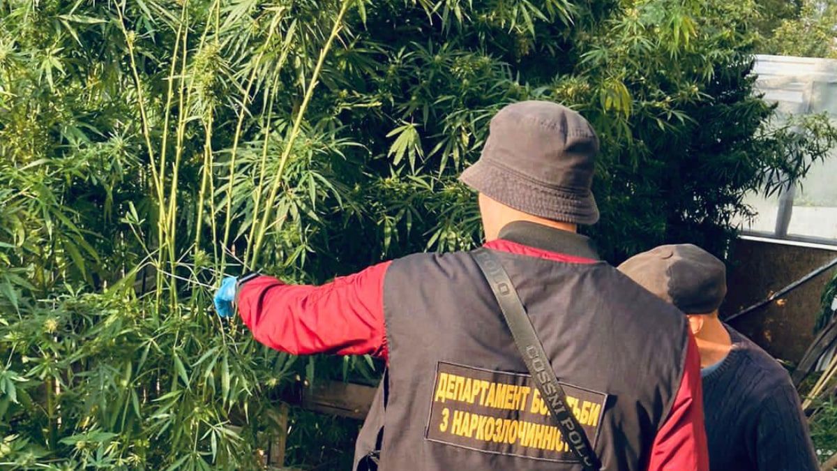 Доглядав, наче рідних дітей - на Коломийщині чоловік вирощував коноплю