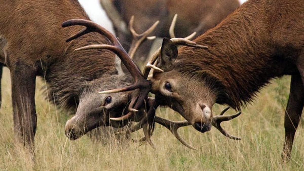 Лісами ходять збуджені олені, їх стережуть від браконьєрів 1