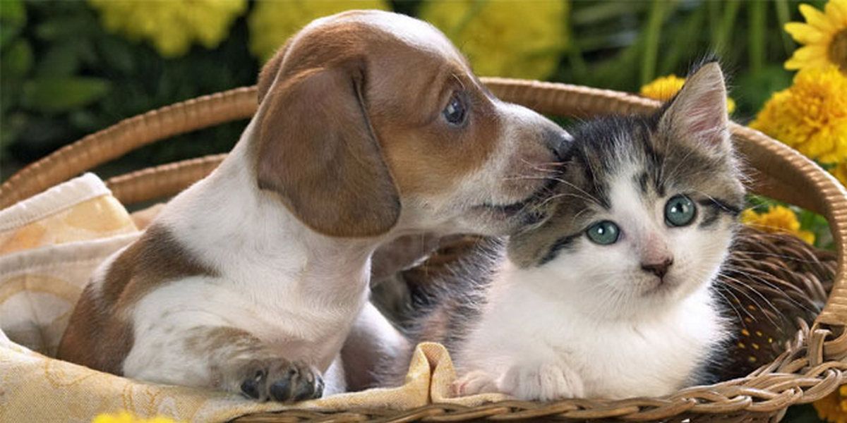 Михайлове чудо, піратський день і народження смайла 2