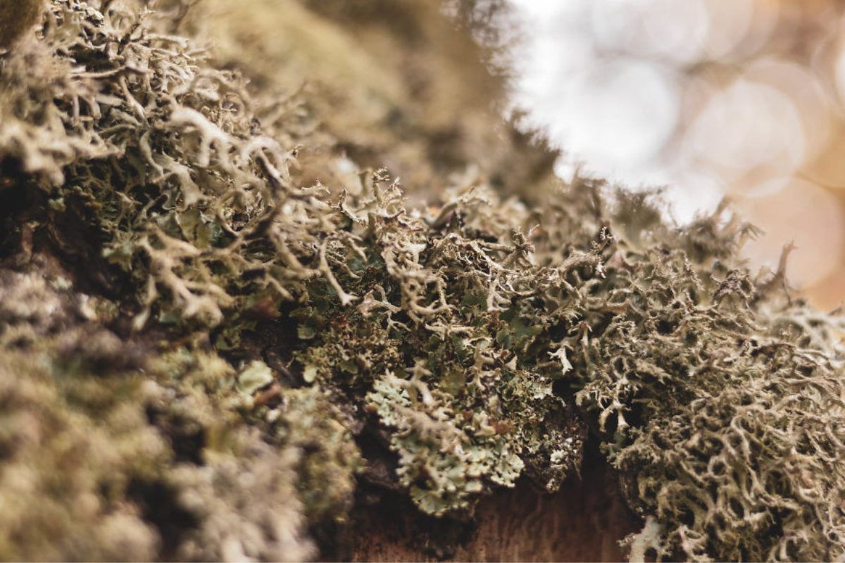 Українські Карпати - місце сили | Фоторепортаж 11