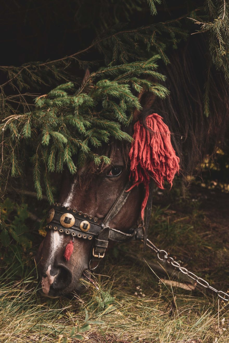 Українські Карпати - місце сили | Фоторепортаж 12