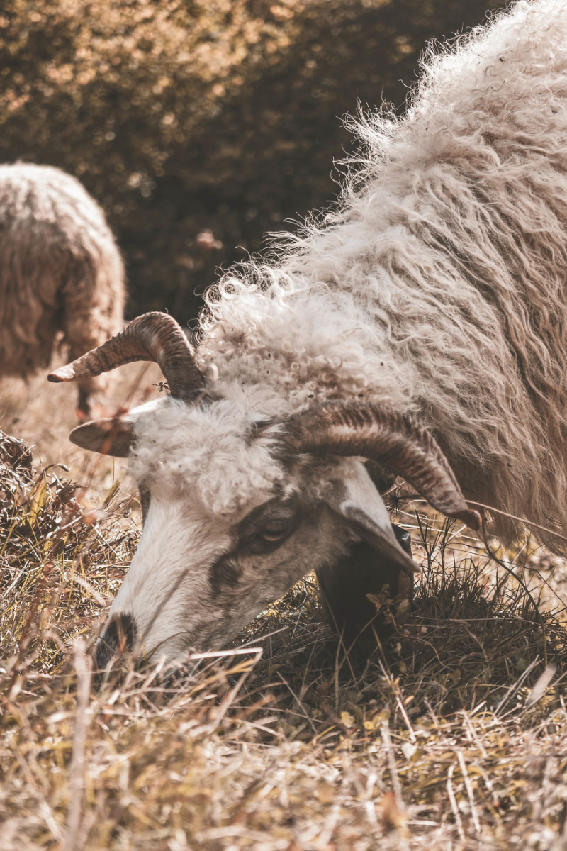 Українські Карпати - місце сили | Фоторепортаж 15