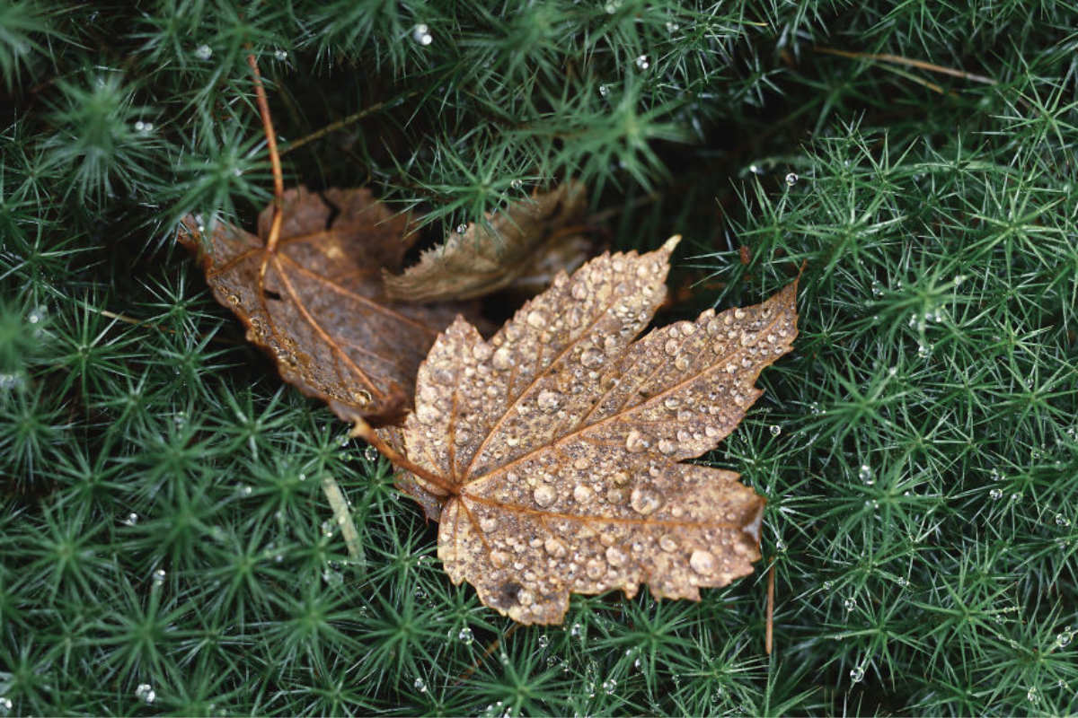 Українські Карпати - місце сили | Фоторепортаж 3