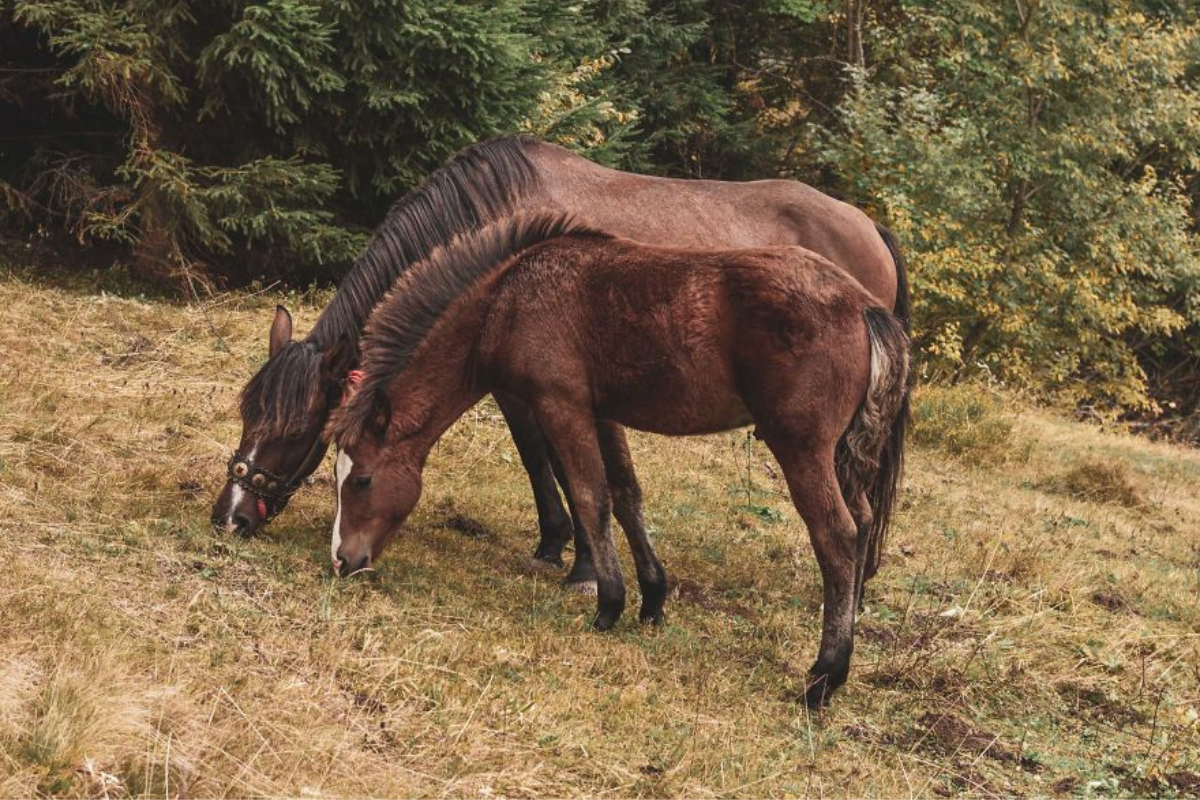 Українські Карпати - місце сили | Фоторепортаж 4
