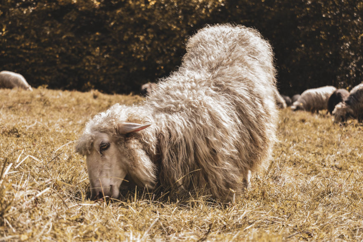 Українські Карпати - місце сили | Фоторепортаж 8