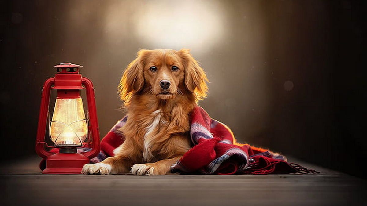 У Коломиї та районі вимикатимуть світло