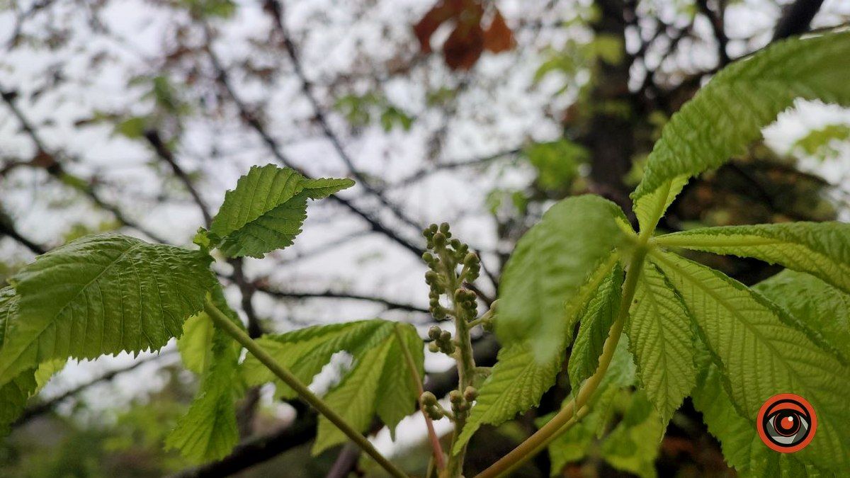 У Коломиї вдруге зацвіли каштани 6