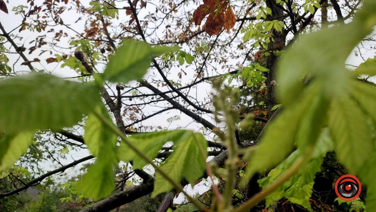 У Коломиї вдруге зацвіли каштани 5