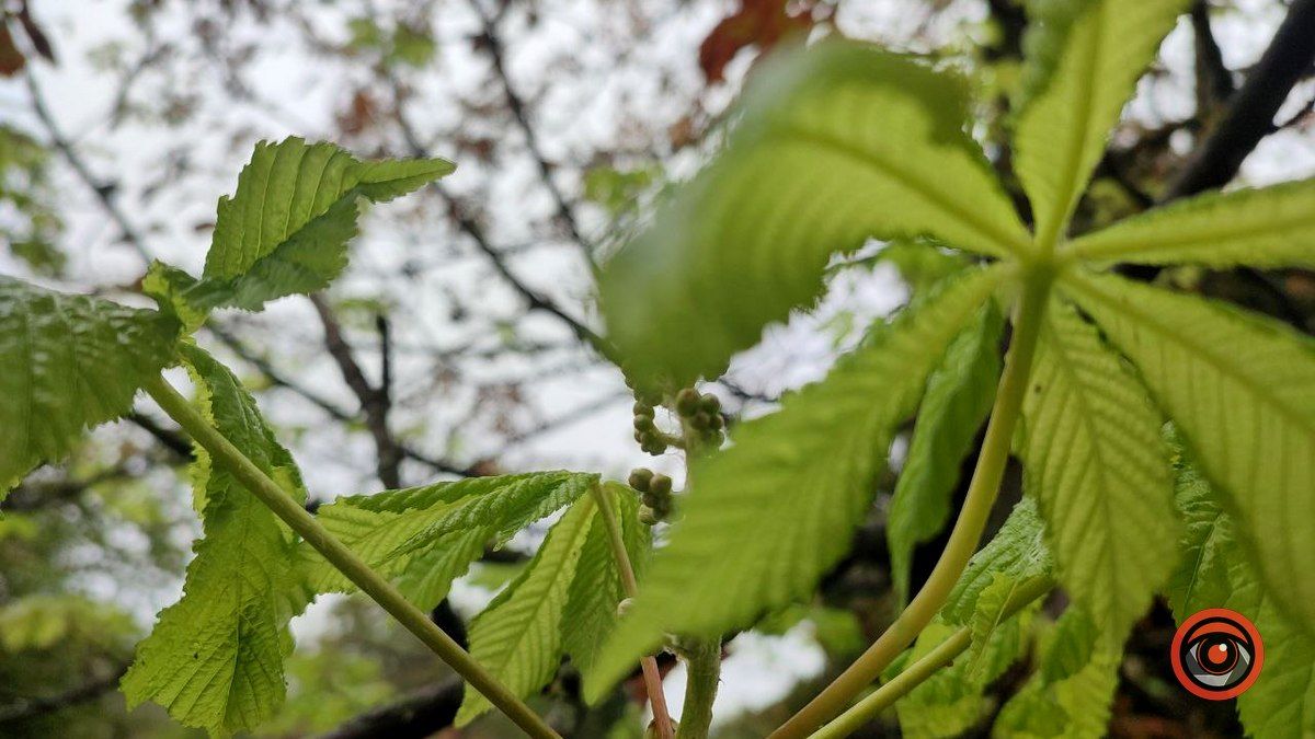 У Коломиї вдруге зацвіли каштани 4
