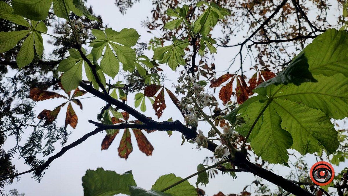 У Коломиї вдруге зацвіли каштани 3