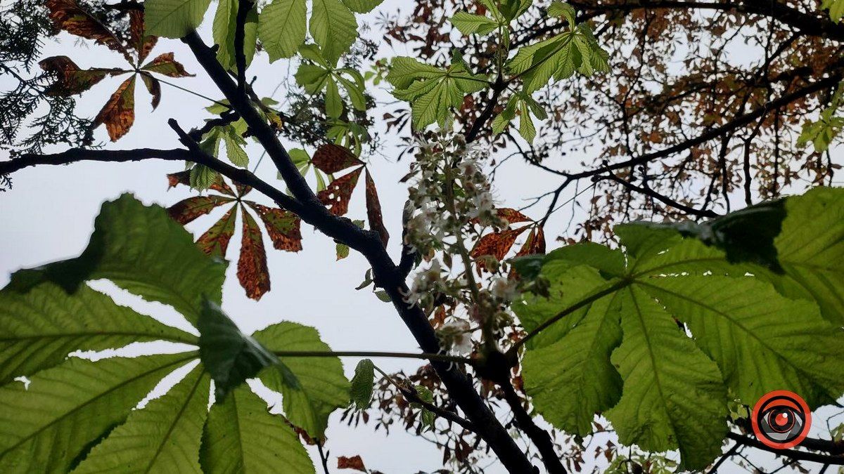 У Коломиї вдруге зацвіли каштани 2