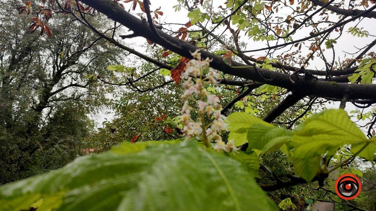 У Коломиї вдруге зацвіли каштани 1