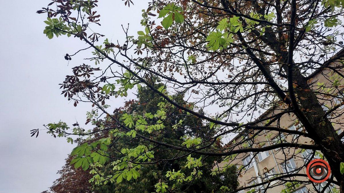 У Коломиї вдруге зацвіли каштани 7