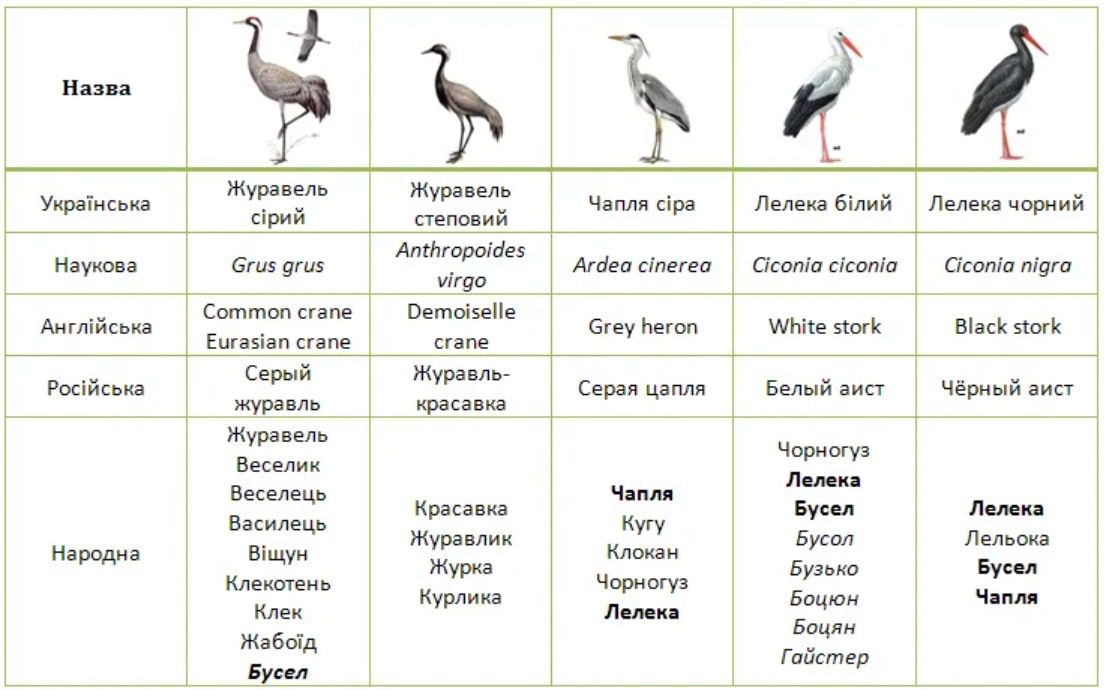 Журавель чи лелека: як відрізнити цих птахів? 1