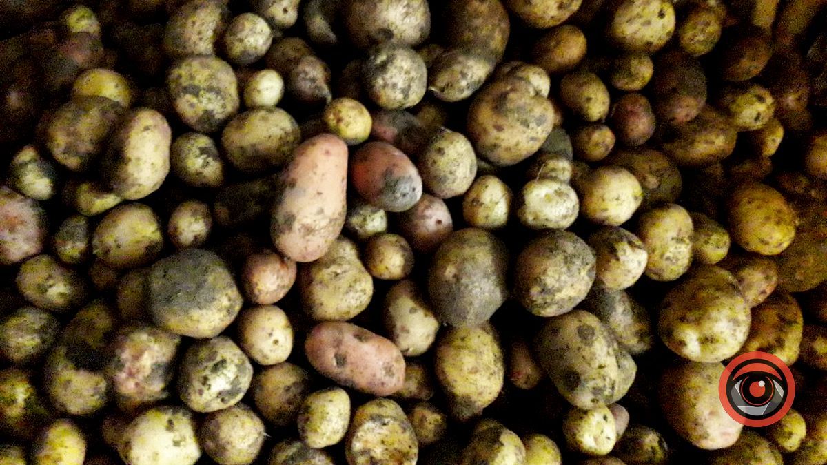 Полювання за урожаєм по-яблунівськи 4