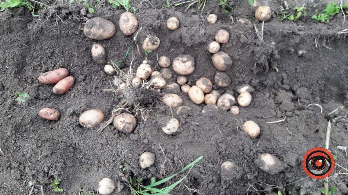 Полювання за урожаєм по-яблунівськи 2