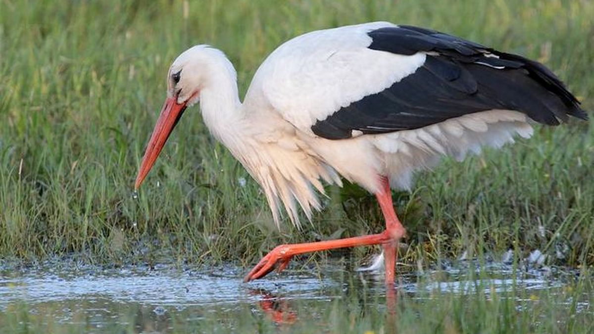 Журавель чи лелека: як відрізнити цих птахів? 5