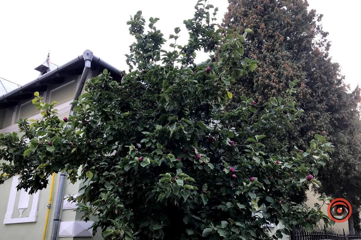 У Коломиї вдруге зацвіла магнолія 2