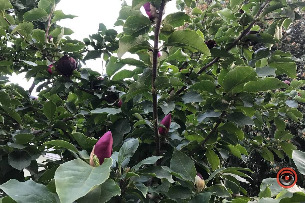 У Коломиї вдруге зацвіла магнолія 3