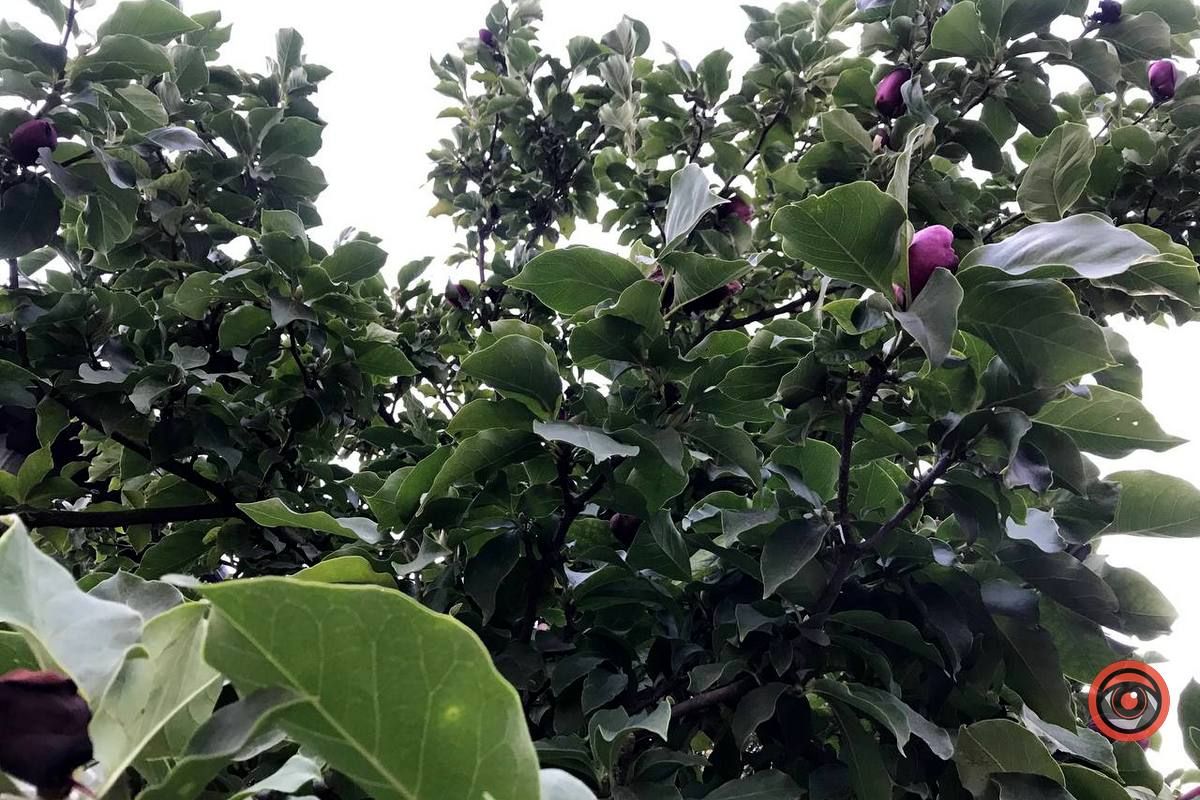 У Коломиї вдруге зацвіла магнолія 4