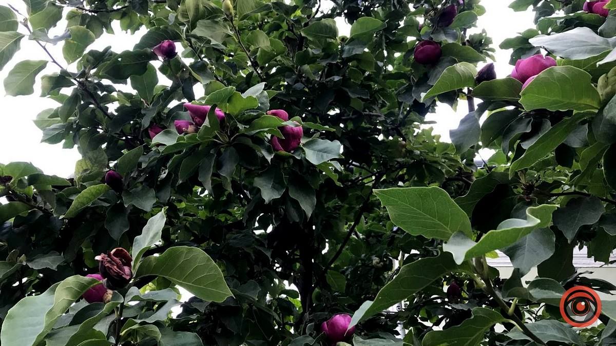 У Коломиї вдруге зацвіла магнолія 5