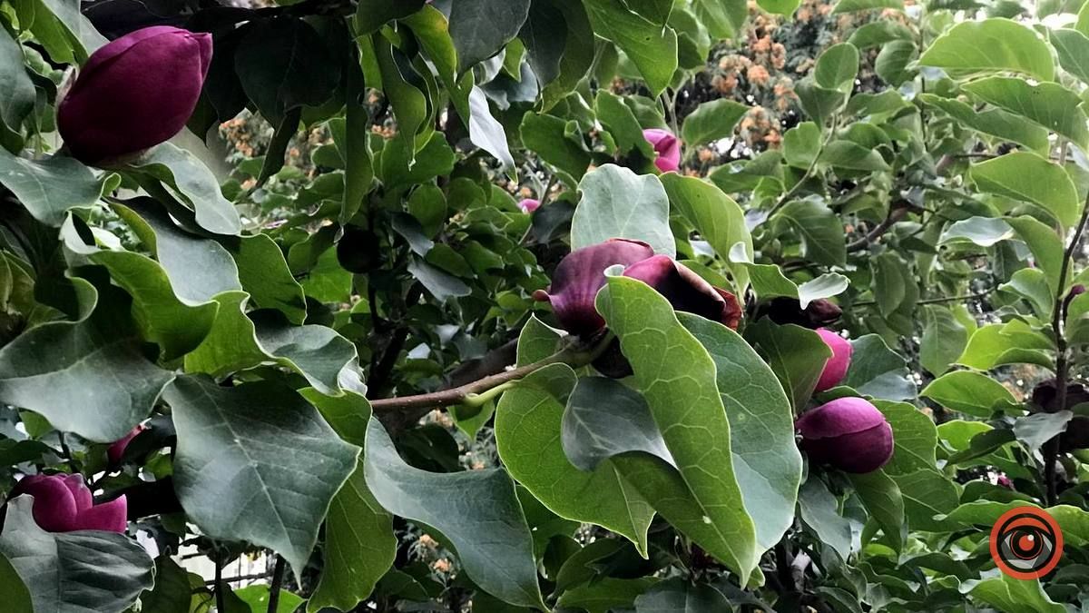 У Коломиї вдруге зацвіла магнолія