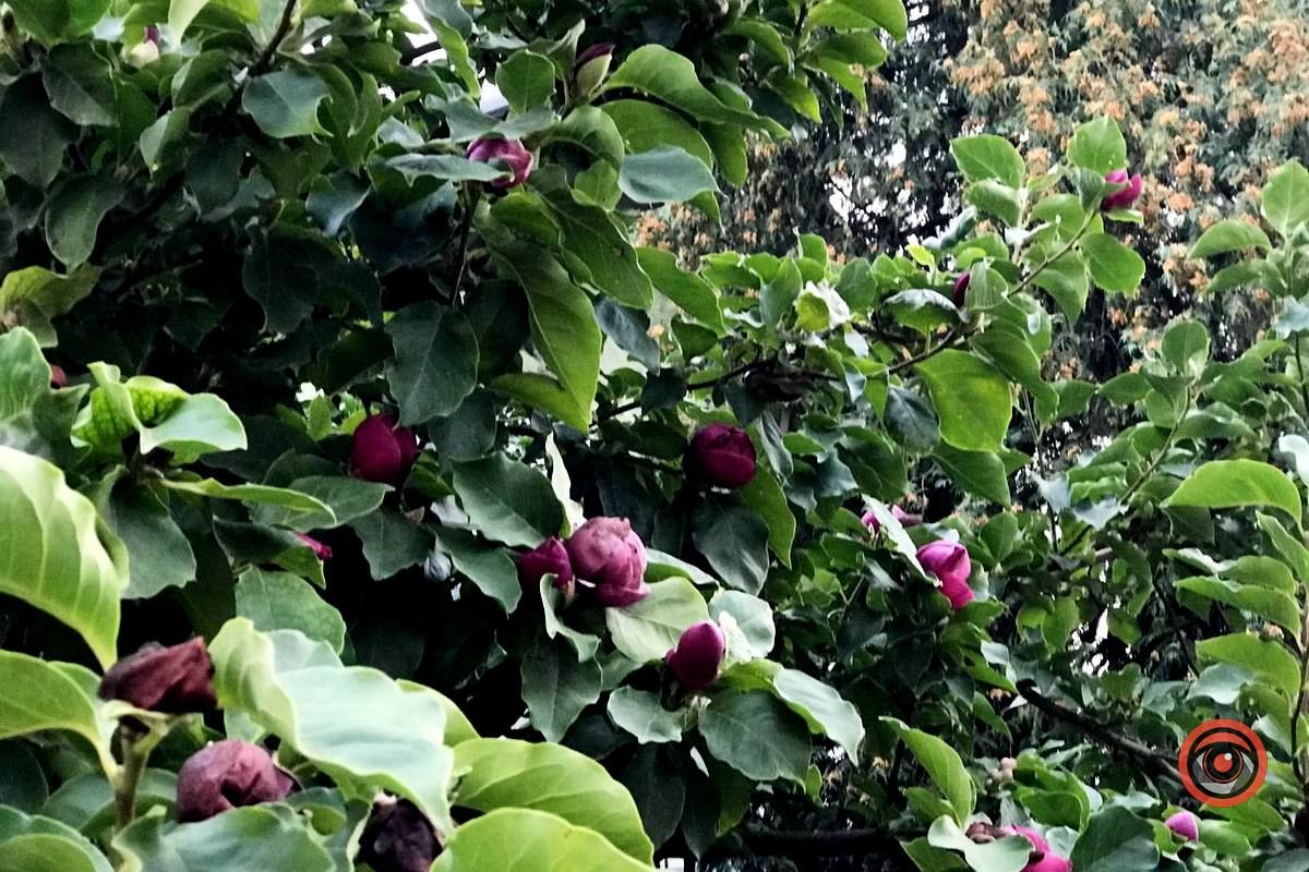 У Коломиї вдруге зацвіла магнолія 1